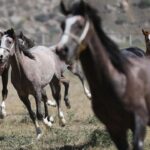 Tigem 34 safkan arap kosu tayi satacak JJq2Mu8H